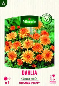 Dahlia Cactus nain Orange Pigmy (x1)